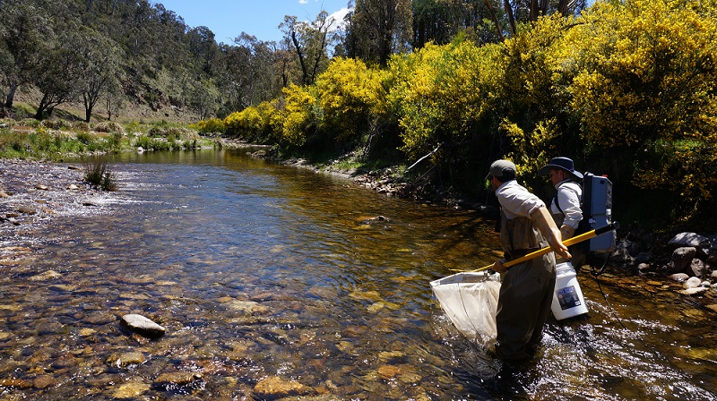 EPA officers using electrofishing equipment in Big River. Electrofishing was used to temporarily stun nearby fish for a few seconds, allowing them to be netted.